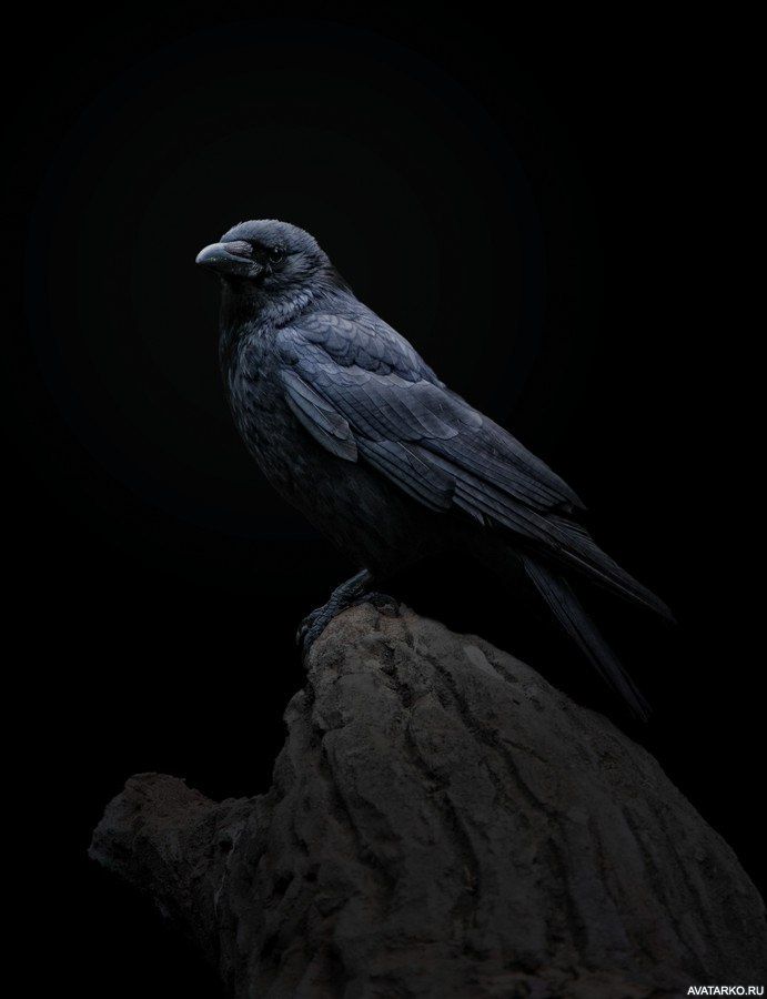 Crow